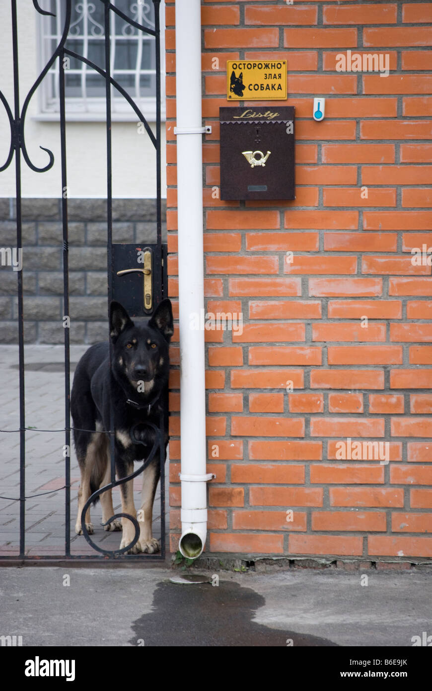 Black watch dog à la recherche à travers une porte dans Chmielnicki Ukraine Banque D'Images