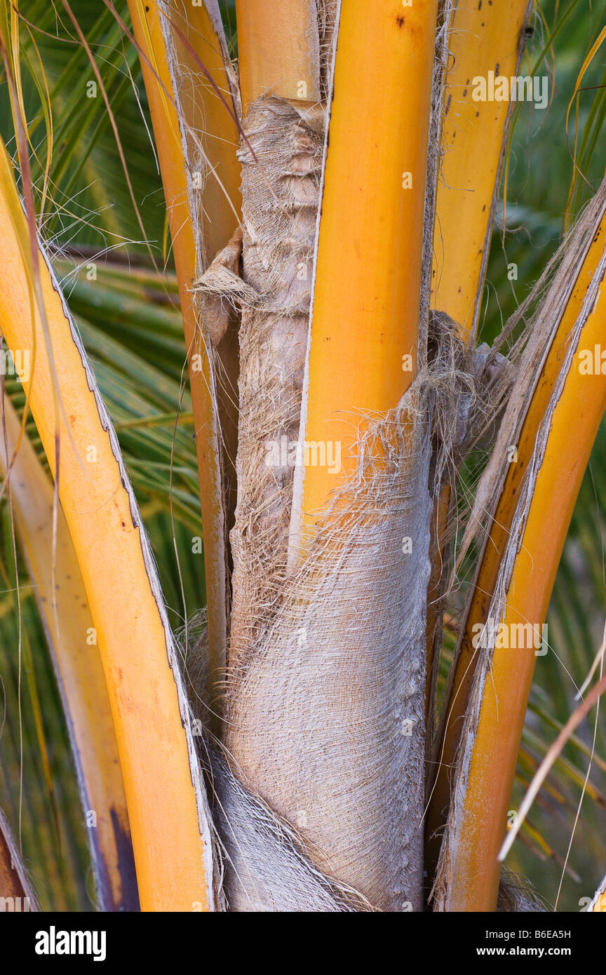 Les frondes de palmiers de noix de coco et fibre Kapuaiwa Coconut Grove Royale Hawaii Molokai Kaunakakai Banque D'Images
