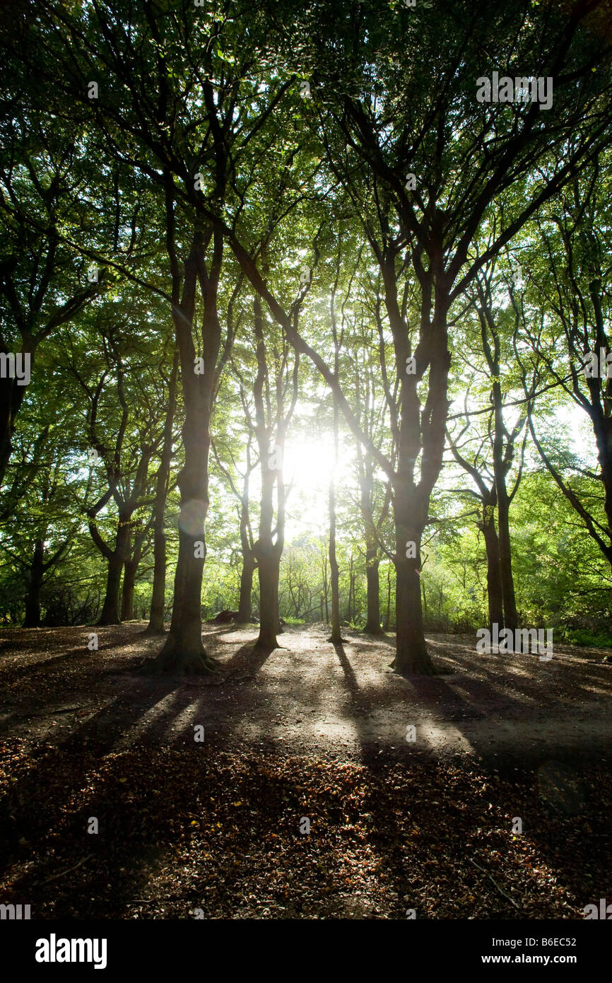 La lumière du soleil vu à travers les arbres. Hampstead Heath, London, England, UK Banque D'Images