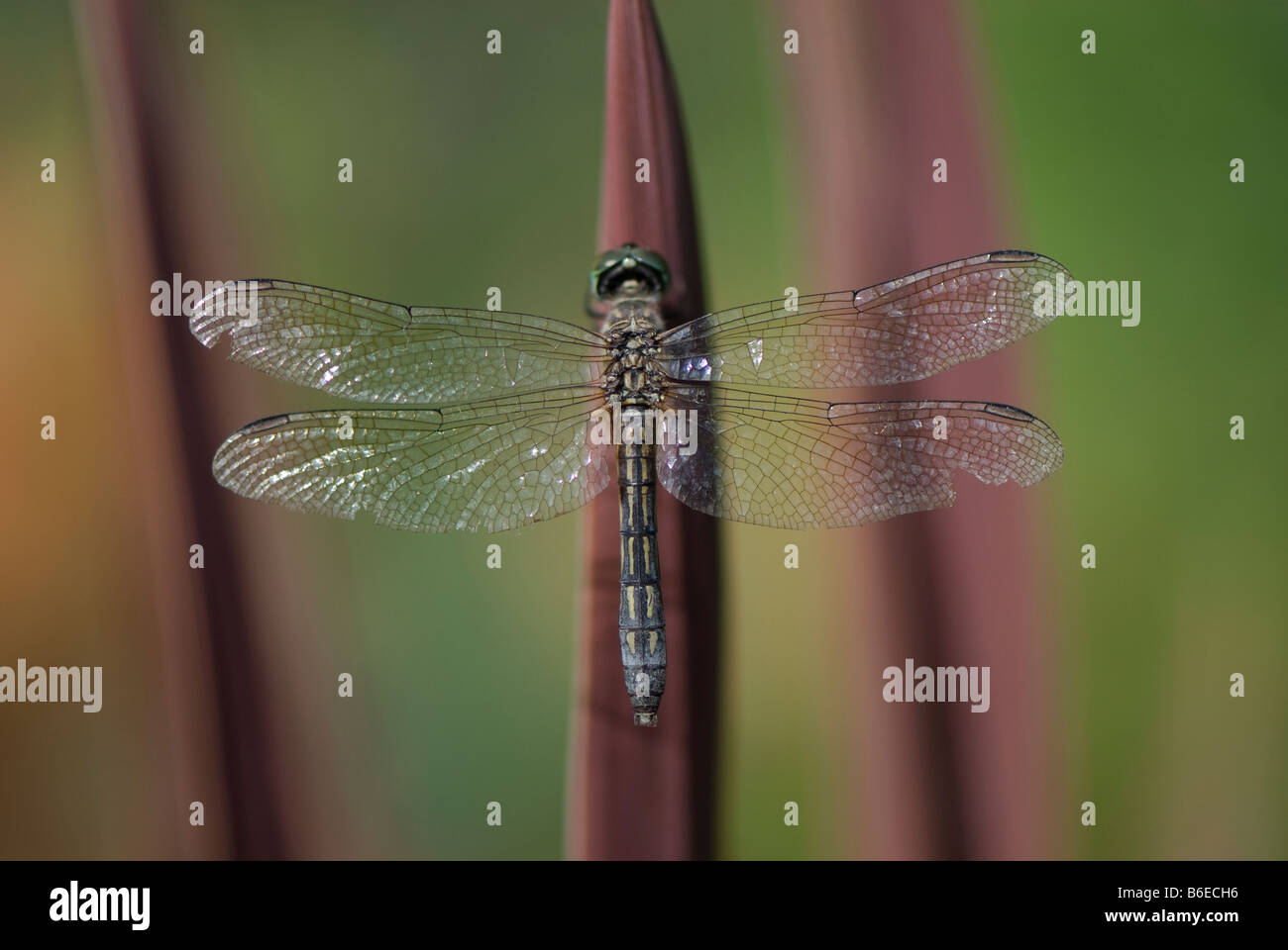 Dard commun (Dragonfly) perché sur les roseaux. Banque D'Images