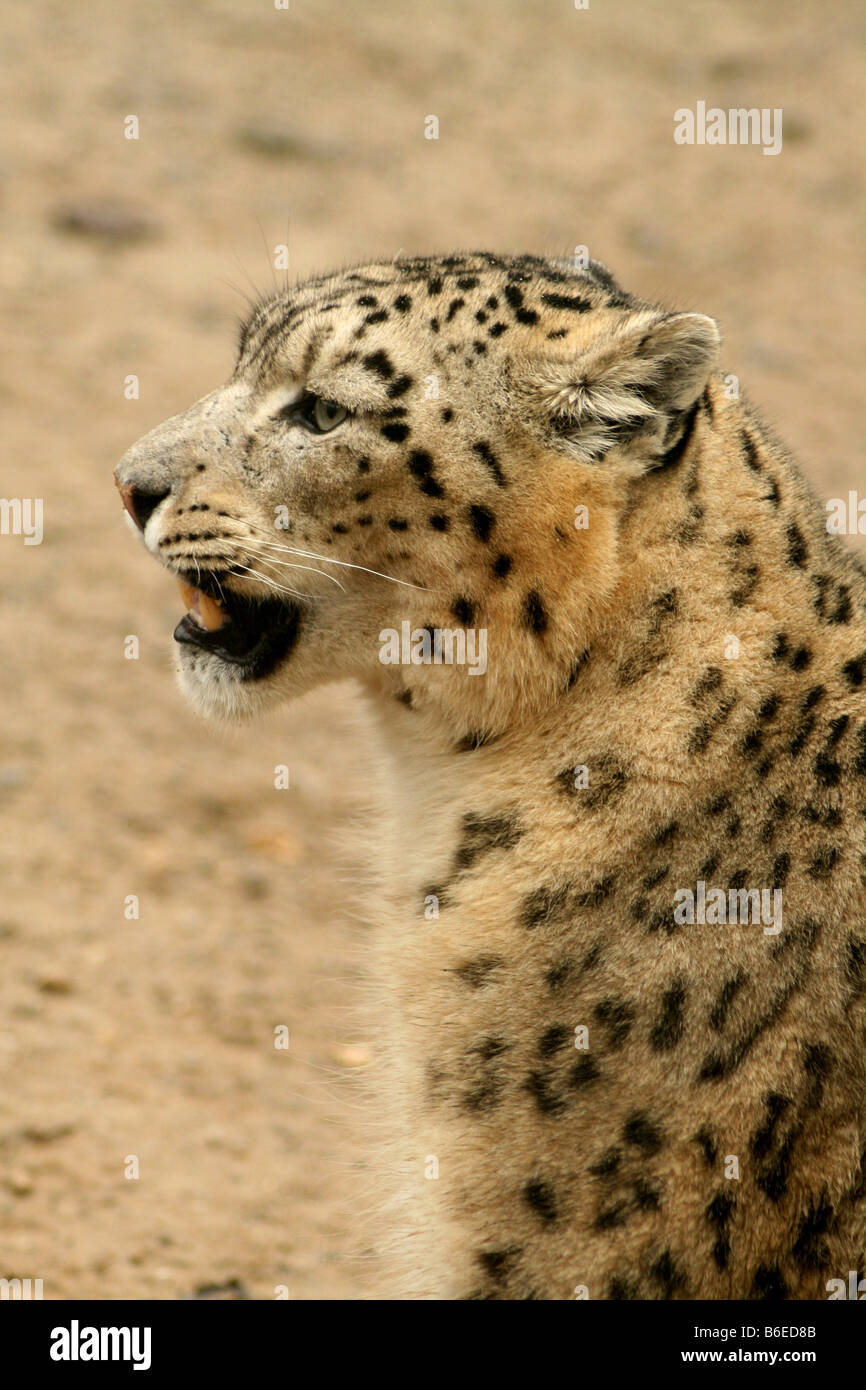 Profil de Snow Leopard en captivité Banque D'Images