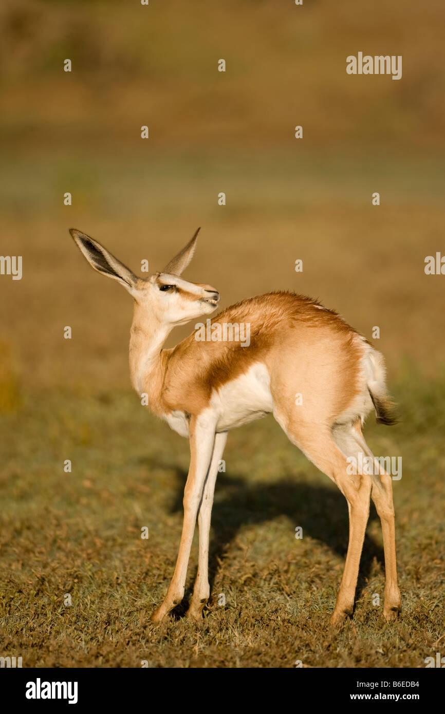 Afrique du Sud Parc transfrontalier de Kgalagadi Veau Antidorcas marsupialis Springbok grincer des dents Banque D'Images