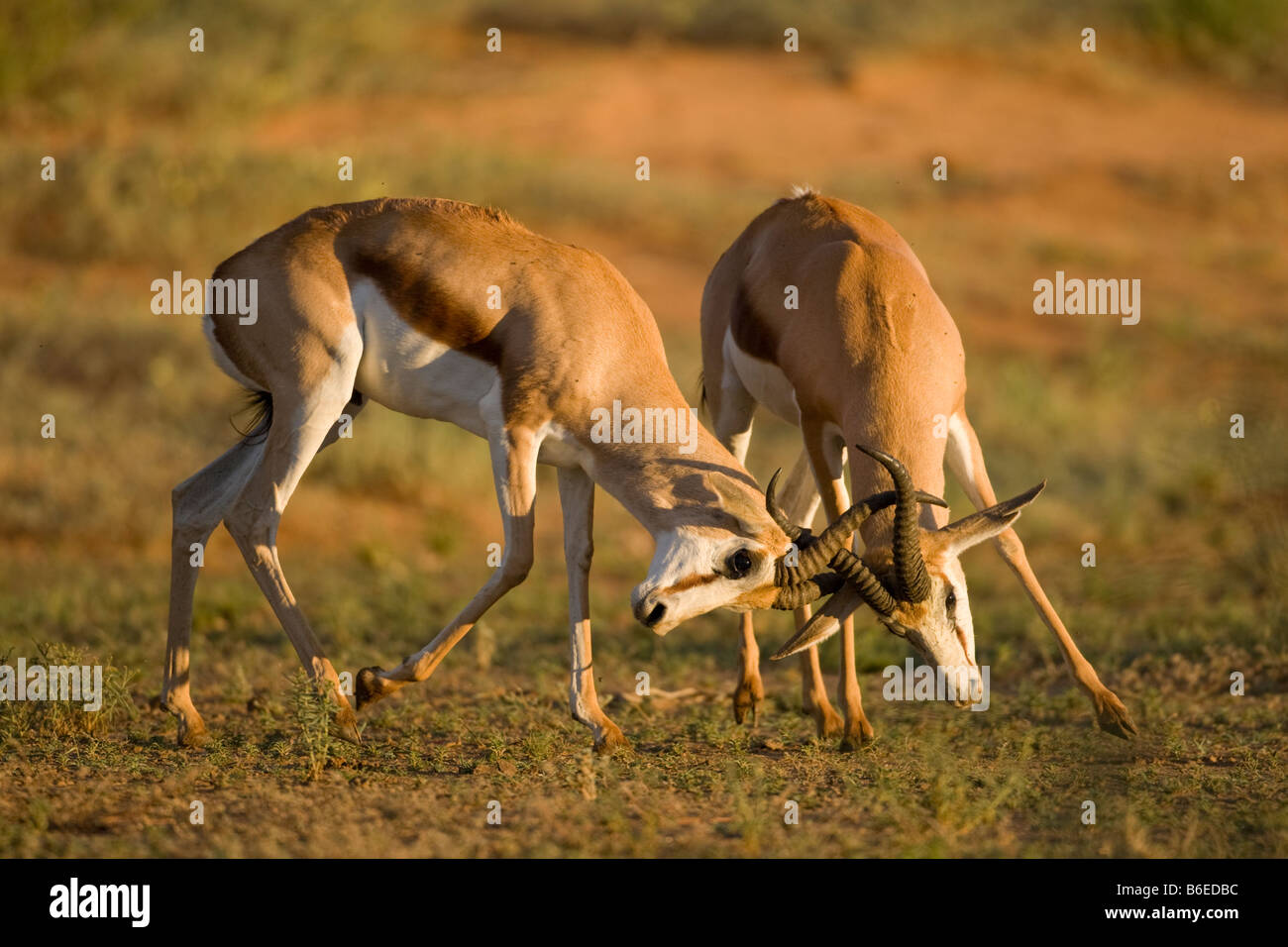Afrique du Sud Parc transfrontalier de Kgalagadi Springboks Antidorcas marsupialis combat masculin à l'aube dans le désert du Kalahari Banque D'Images
