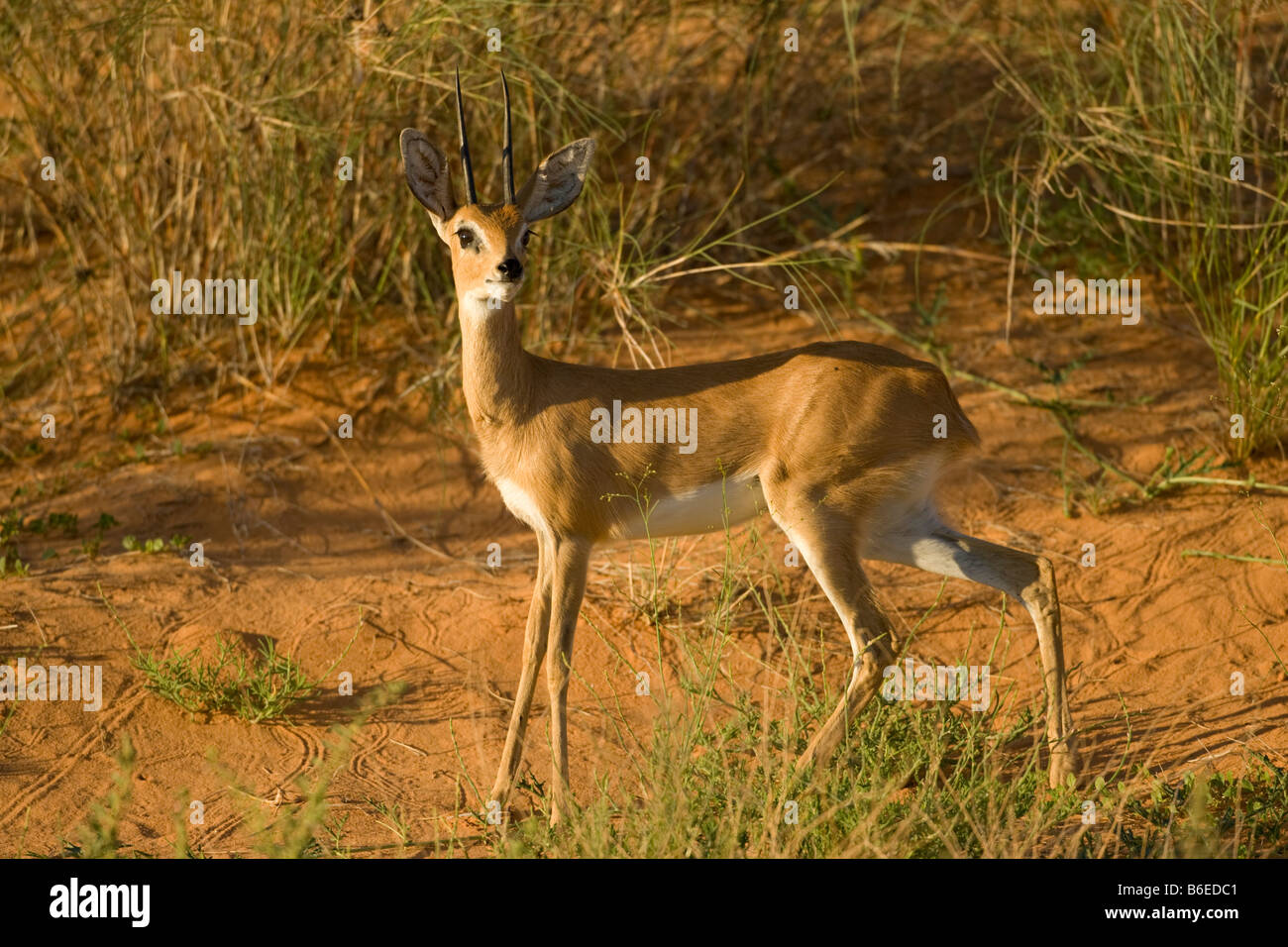 L'Afrique du Kgalagadi Transfrontier Park Steenbok Raphicerus camperstris article dans le Banque D'Images