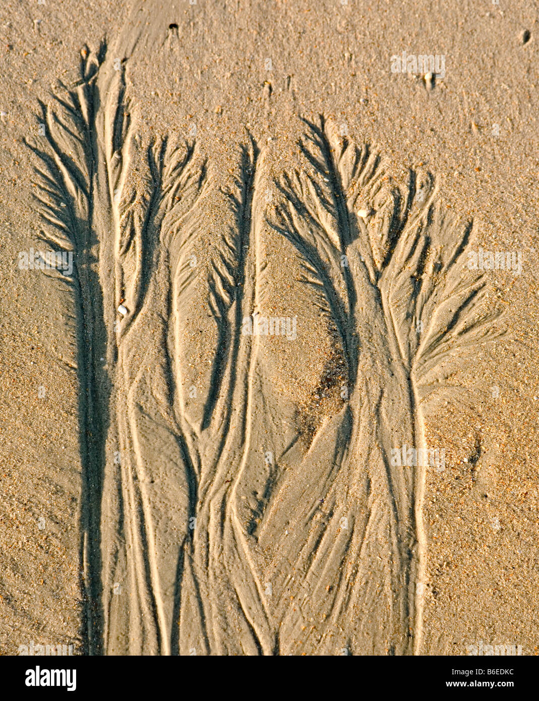 Le sable à Huntington Beach State Park, South Carolina, est façonné par l'surf. Banque D'Images