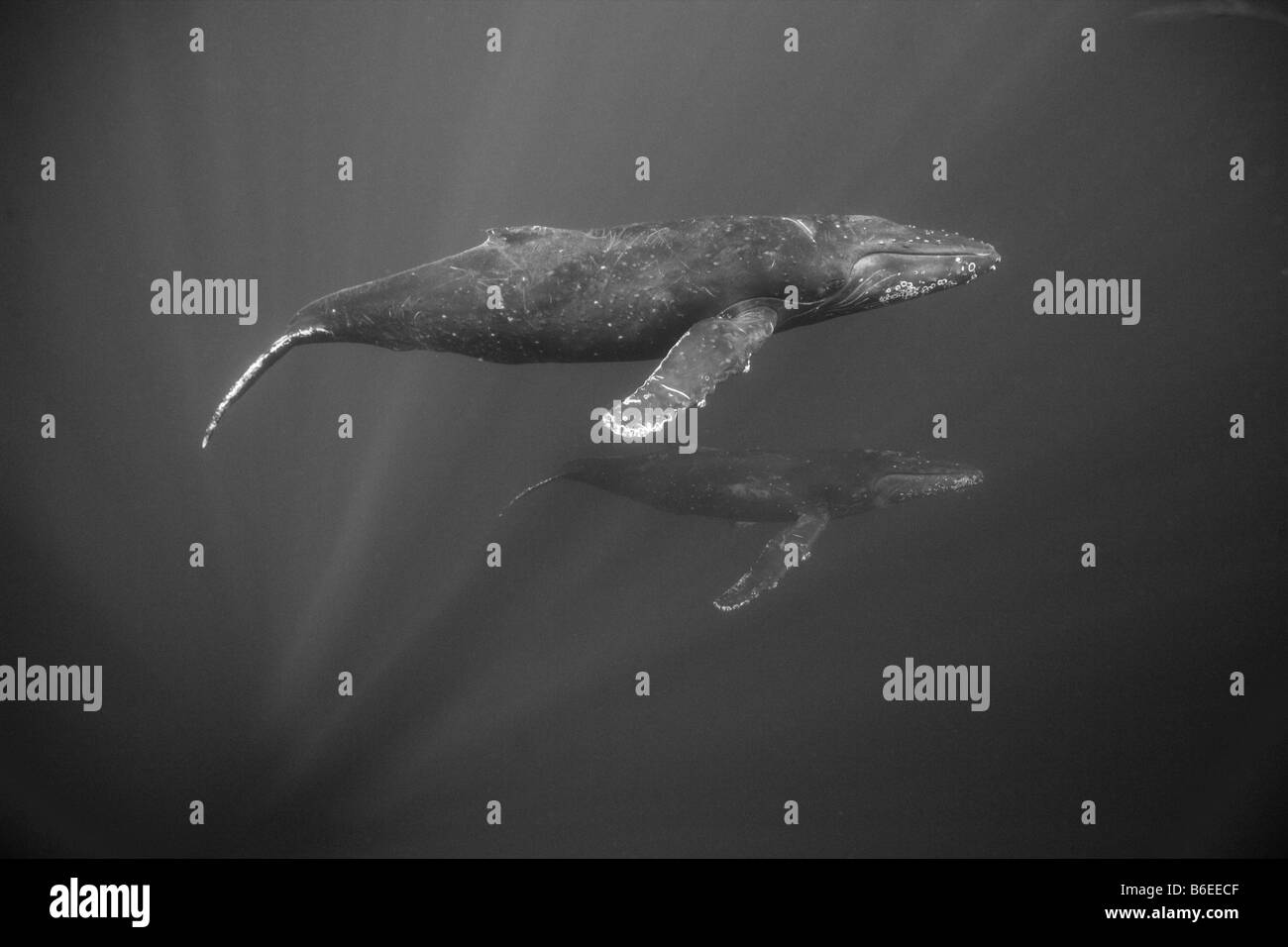 États-unis Hawaii Big Island vue sous-marine des baleines à bosse Megaptera novaengliae nager dans l'Océan Pacifique Banque D'Images