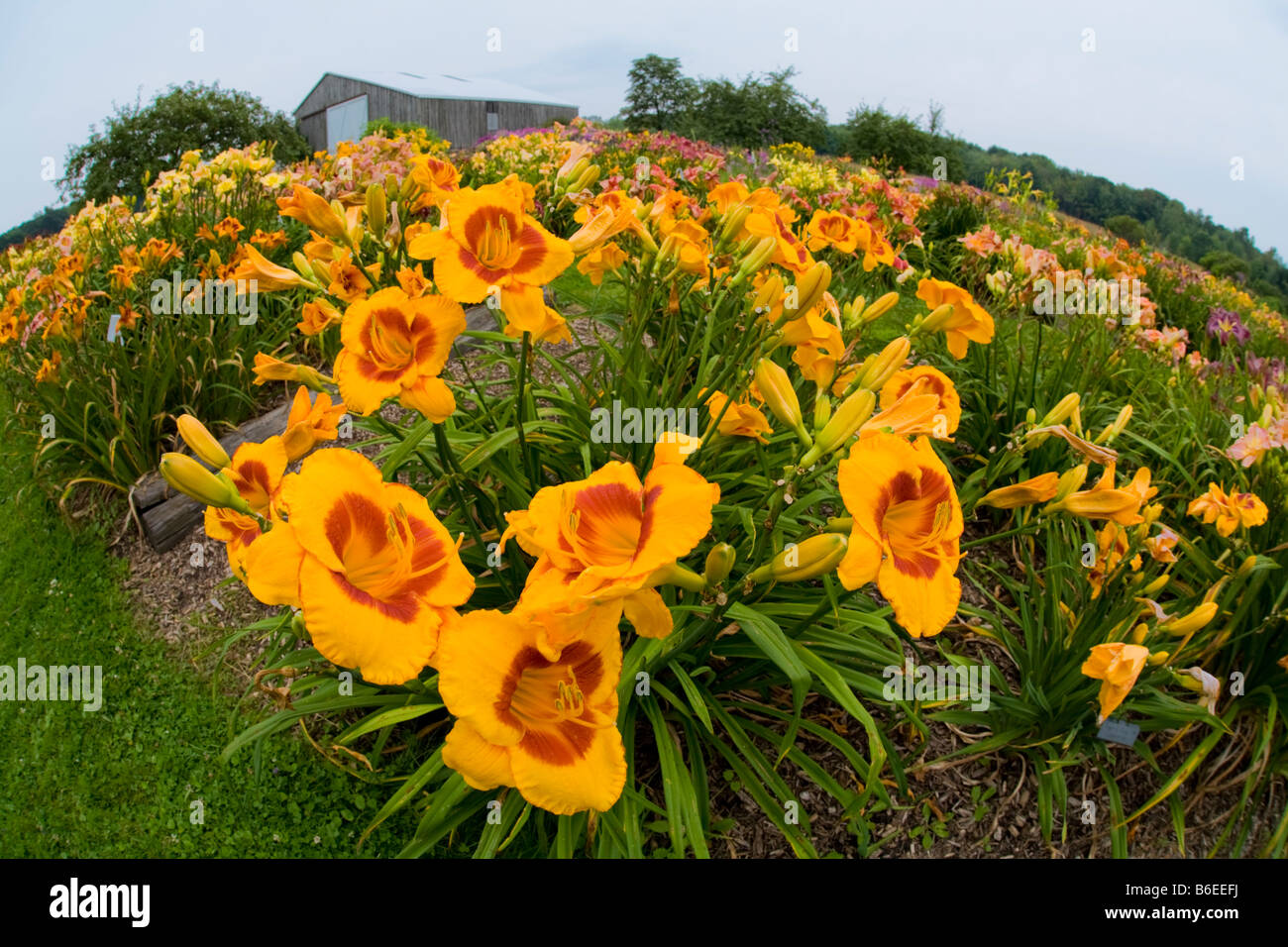 Lily Garden jour prises avec objectif fisheye Banque D'Images