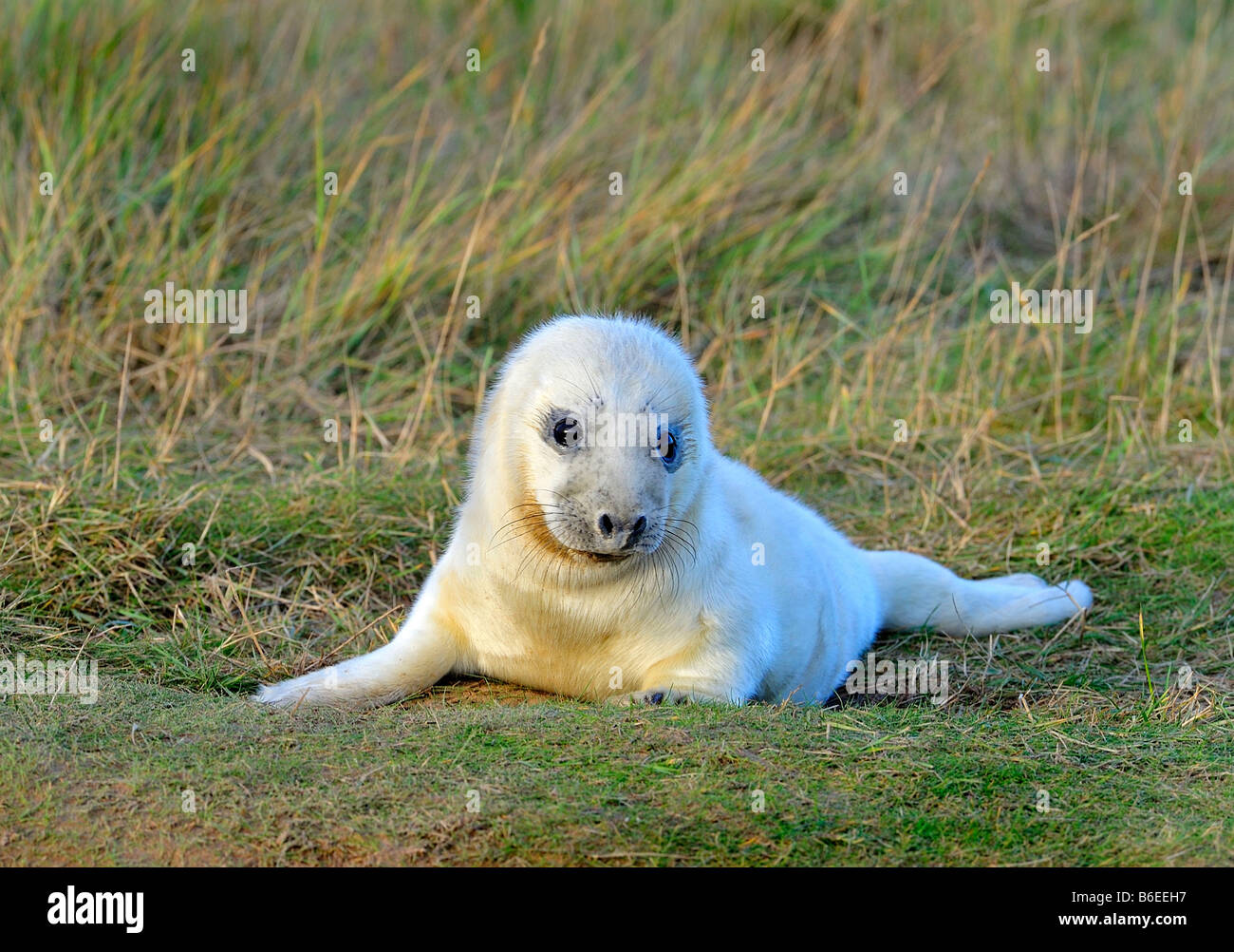 Bébé phoque gris Banque D'Images