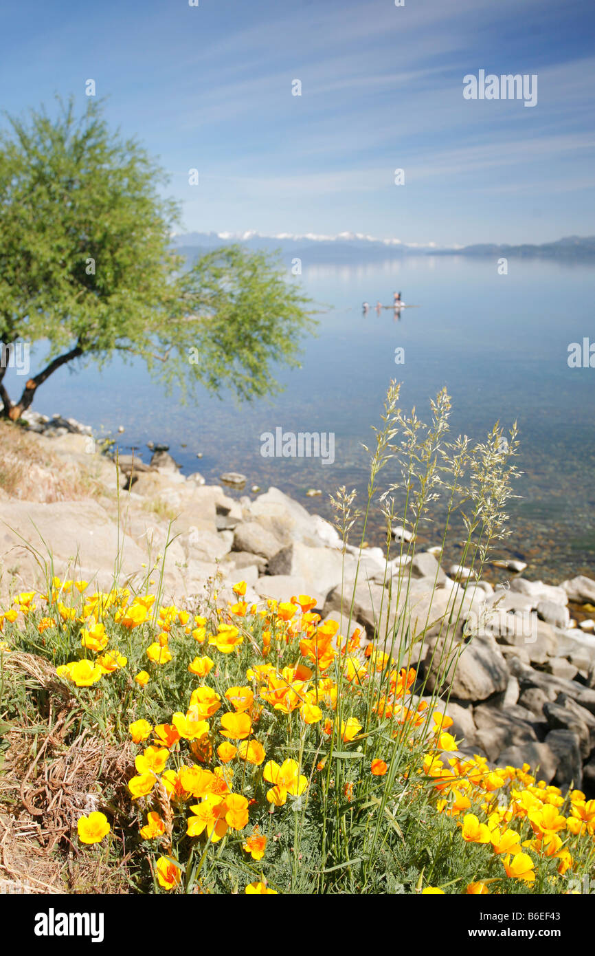 Paysage du Lac Nahuel Huapi avec coquelicots de Californie dans l'avant-plan Banque D'Images