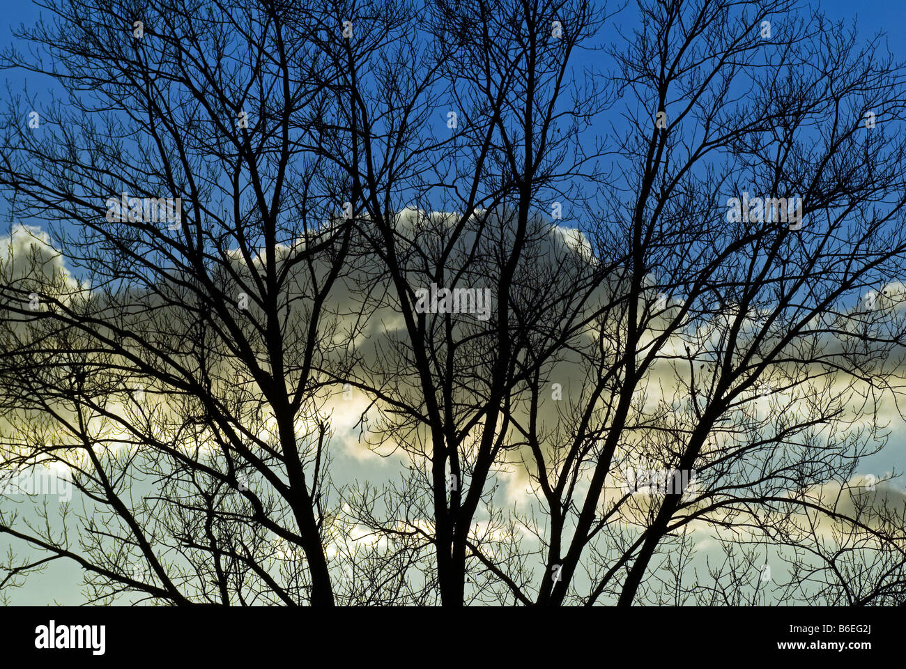 Les branches des arbres au coucher du soleil Banque D'Images