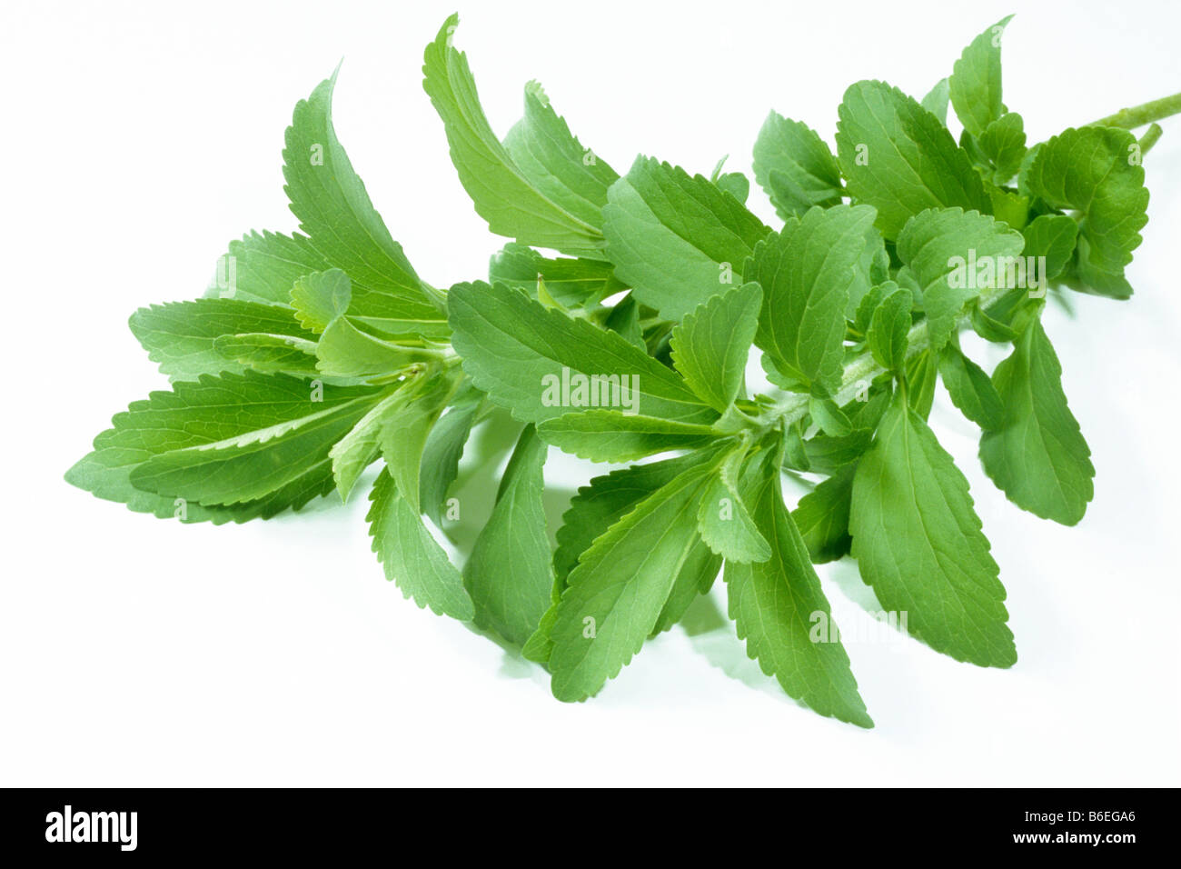 Sweet Leaf du Paraguay (Stevia rebaudiana), des rameaux avec feuilles, studio photo Banque D'Images