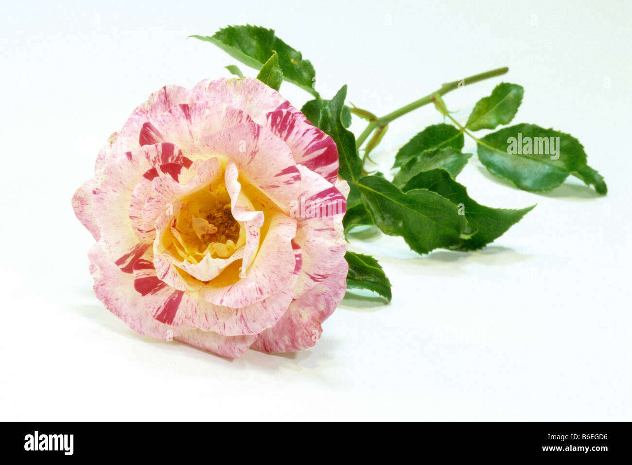 Rose (Rosa sp.), la variété : Camille Pissarro, Nation Arc-en-ciel, fleur, studio photo Banque D'Images