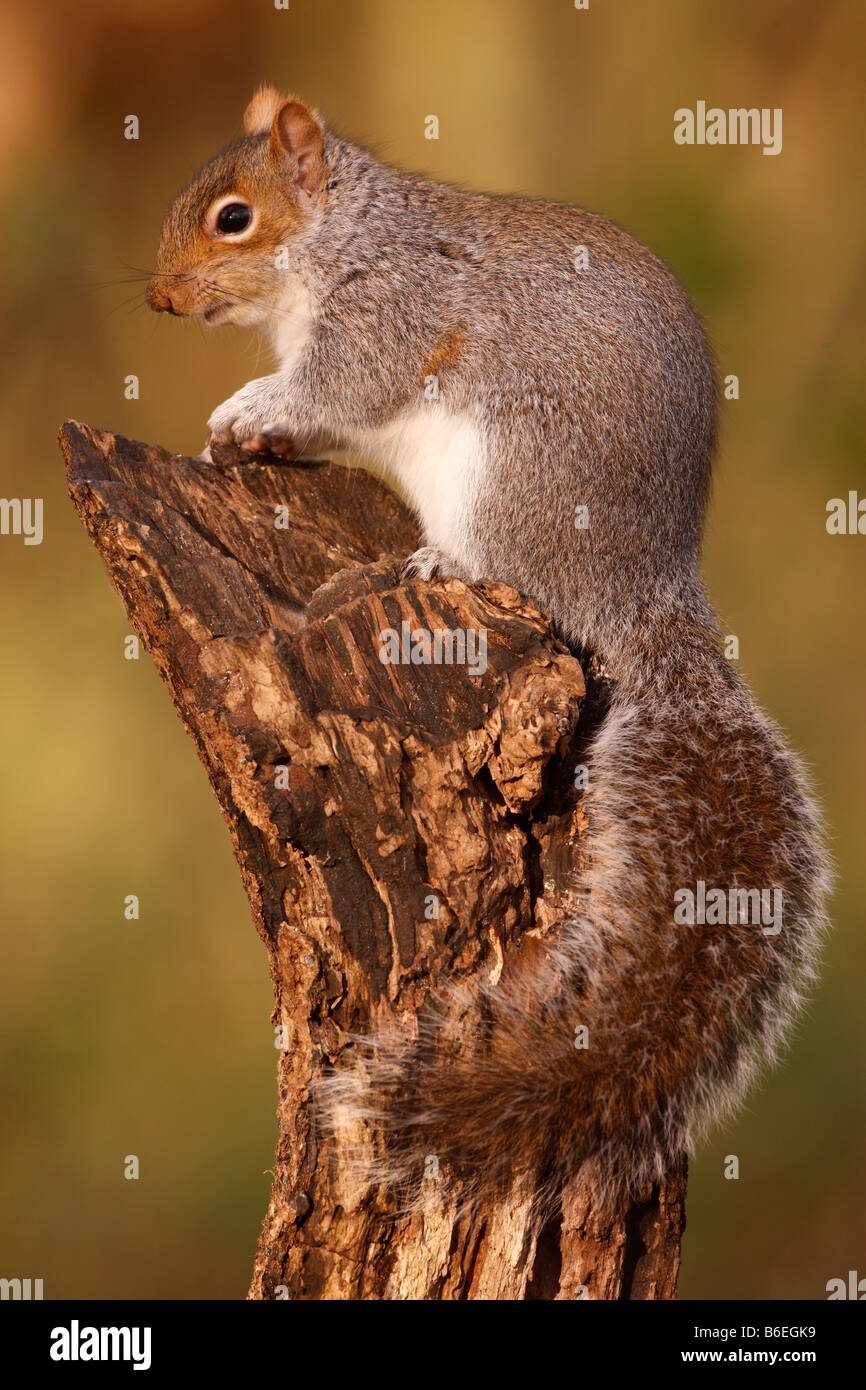 L'écureuil gris Sciurus carolinensis Midlands winter Banque D'Images