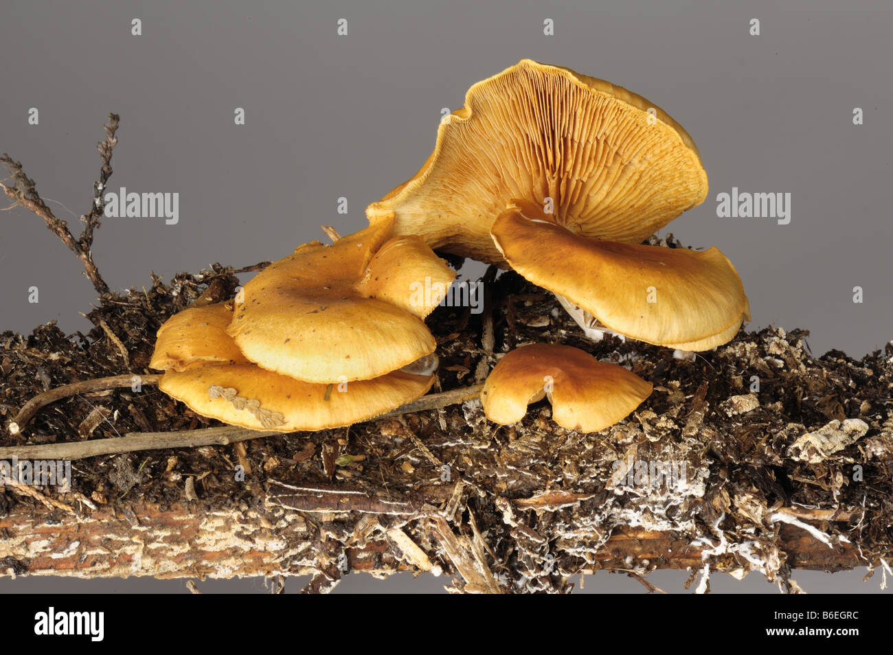 Faux chantrelle Hygrophoropsis aurantiaca caps sur le pourrissement du bois de cèdre Banque D'Images