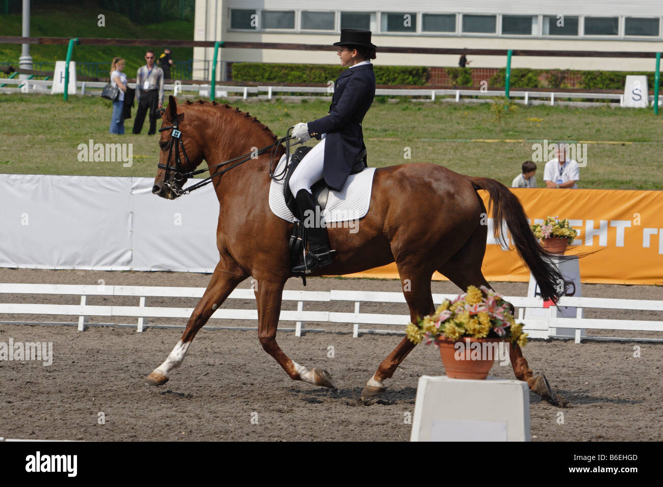 Le sport équestre. Dressage Banque D'Images