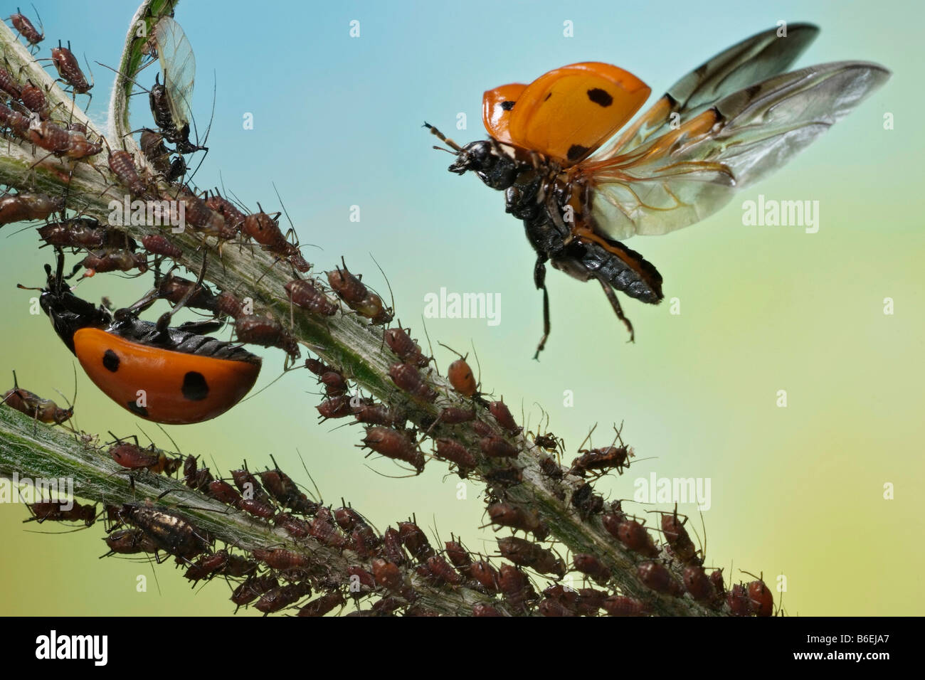7-spot Ladybird ou sept points Coccinelle (Coccinella septempunctata), se nourrissant de pucerons, Saxe-Anhalt, Allemagne Banque D'Images