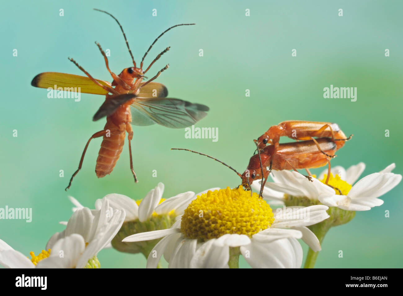 Soldat rouge commun Beetle ou Berce du Caucase (Rhagonycha fulva corrections stupides), Saxe-Anhalt, Allemagne Banque D'Images