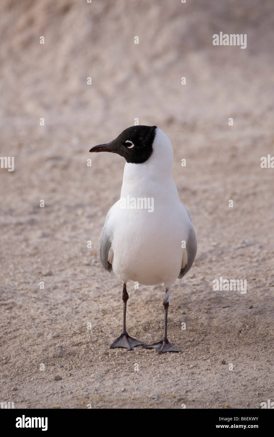 Communauté andine, Larus thorogobius, à El Tatio, Désert d'Atacama, Chili Banque D'Images
