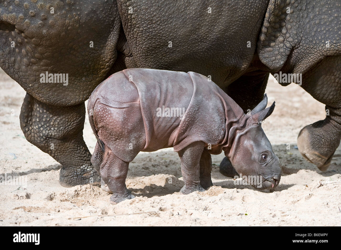 Rhinocéros indien, Grand rhinocéros à une corne ou asiatique rhinocéros à une corne (Rhinoceros unicornis) avec de jeunes Banque D'Images