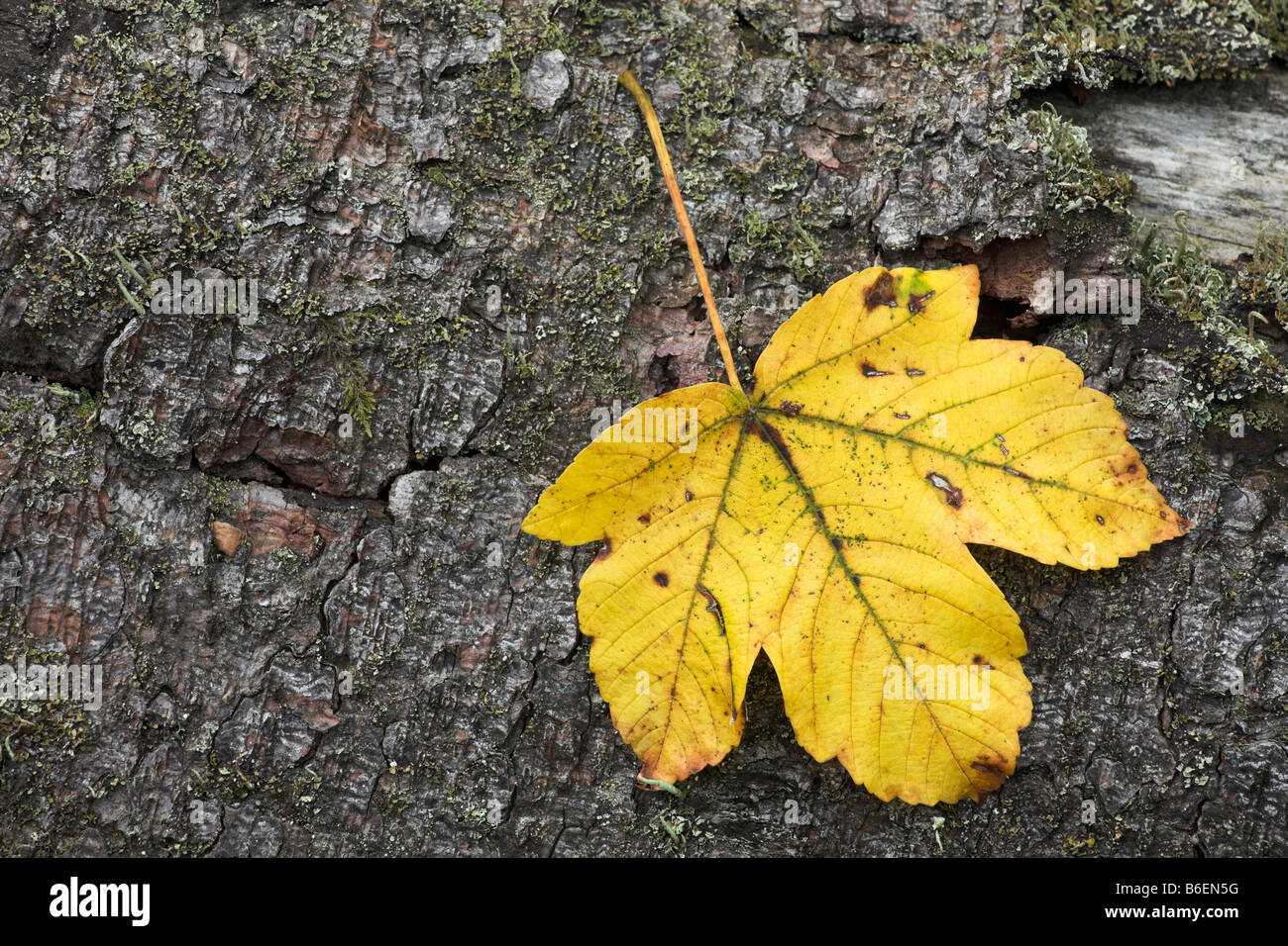 Feuilles caduques d'automne sur une surface d'écorce, Eyachtal Vallée, Bade-Wurtemberg, Allemagne, Europe Banque D'Images