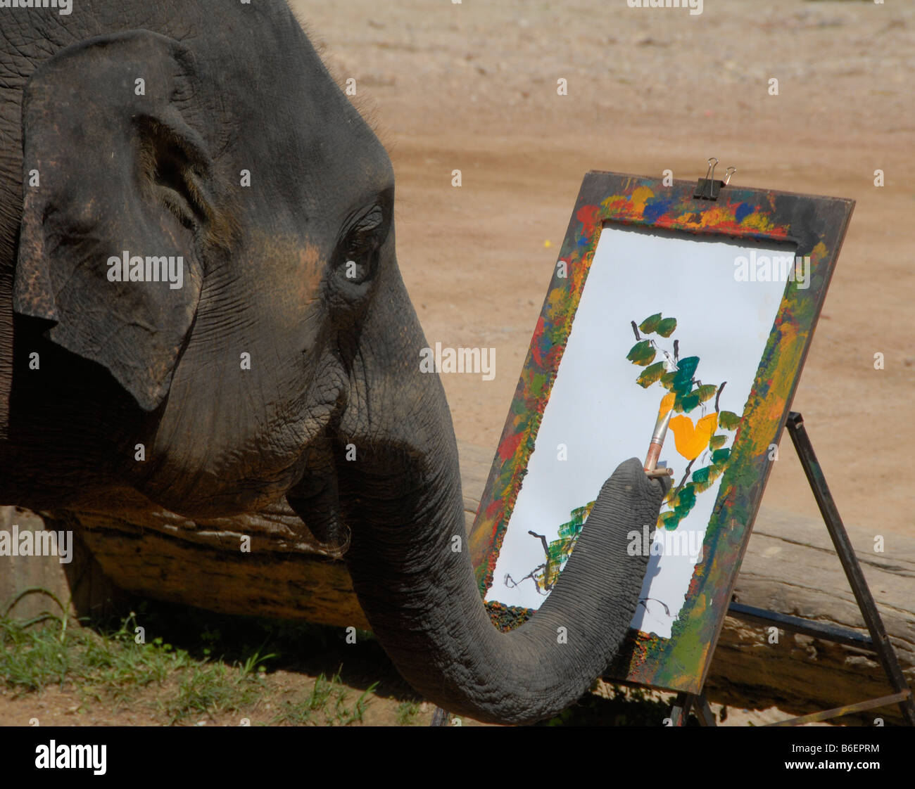 Peinture d'Éléphants de Mae Sa, fleurs Elephant Camp, Chiang Mai, Thaïlande Banque D'Images