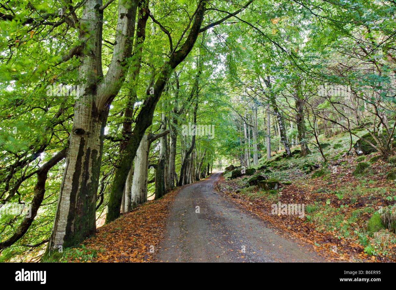 Le long de la voie bordée d'arbres à pied de l'arbre fossile et Burg, Isle of Mull, Scotland prises au début de l'automne Banque D'Images