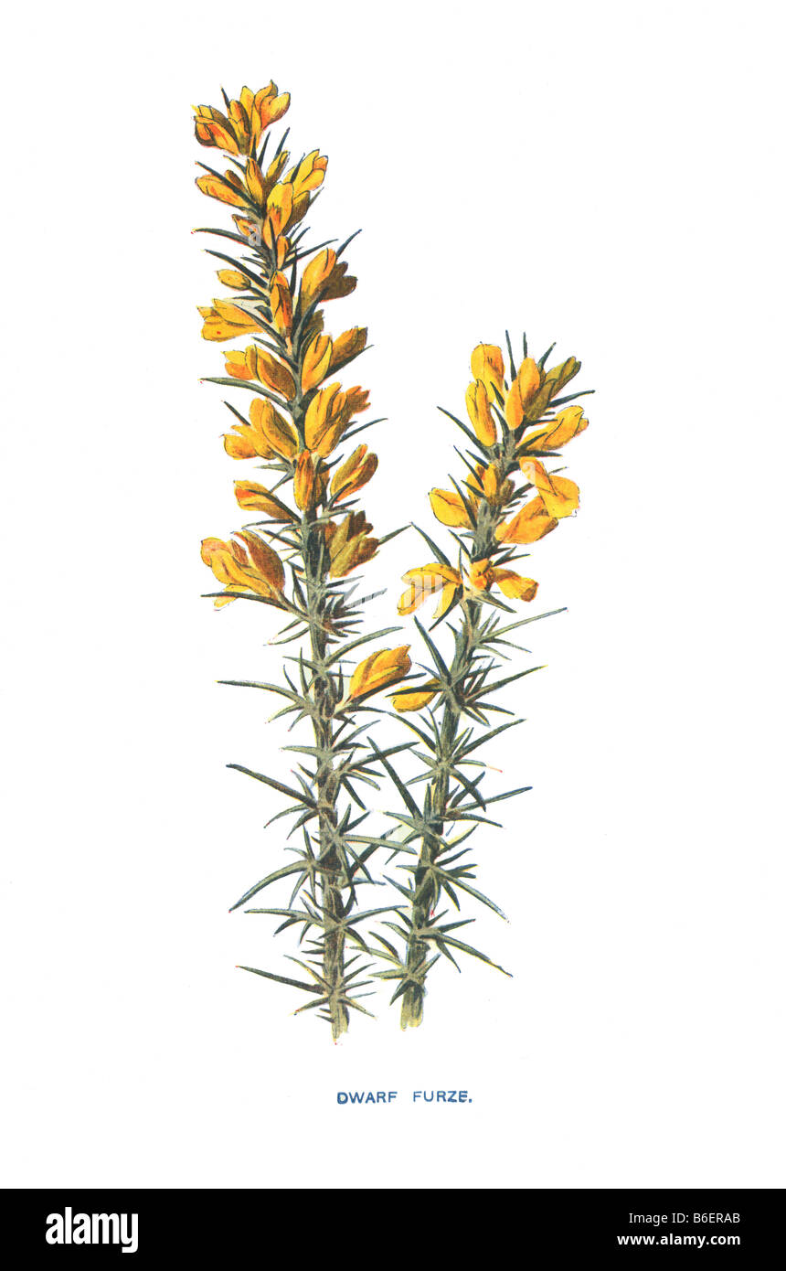 Furze nain Ulex nanus 19ème siècle Illustration Frederick Edward Hulme b1841 D1909 Banque D'Images