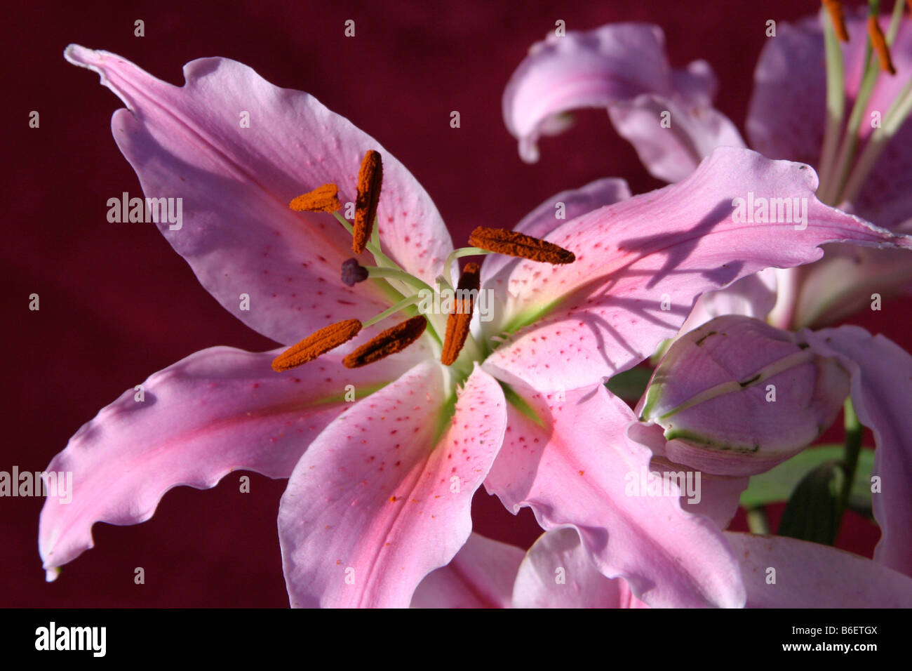 Belle Star Gazer Lily accentué par un fond sombre Banque D'Images