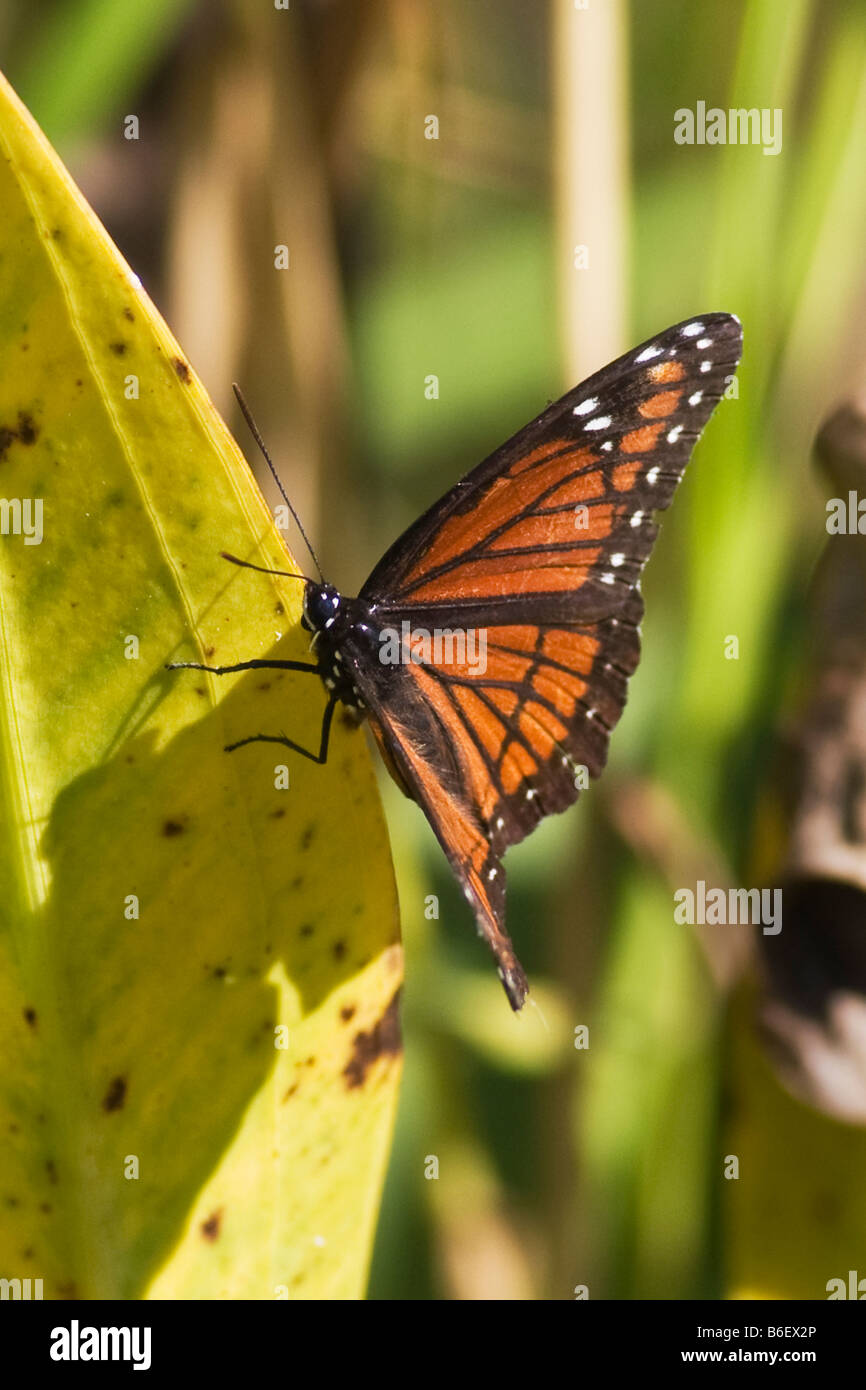 Papillon monarque, Danaus gilippus, dans le parc national des Everglades en Floride Banque D'Images Papillon monarque, Danaus gilippus, dans le parc national des Everglades en Floride Banque D'Images