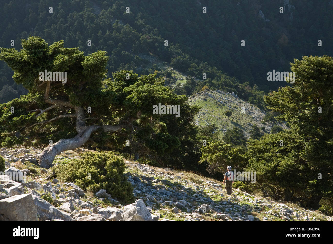 Une marchette en ordre décroissant une crête sur Zizali haut dans le sud de montagnes Taygetos Milea, extra-Mani, Sud du Péloponnèse, Grèce Banque D'Images