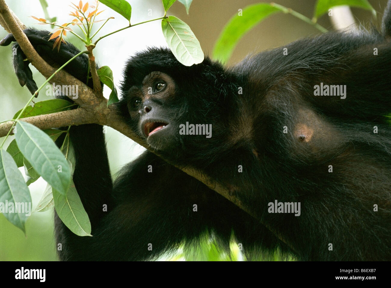 Noir COLOMBIEN À TÊTE ou singe-araignée Ateles fusciceps Banque D'Images Noir COLOMBIEN À TÊTE ou singe-araignée Ateles fusciceps Banque D'Images
