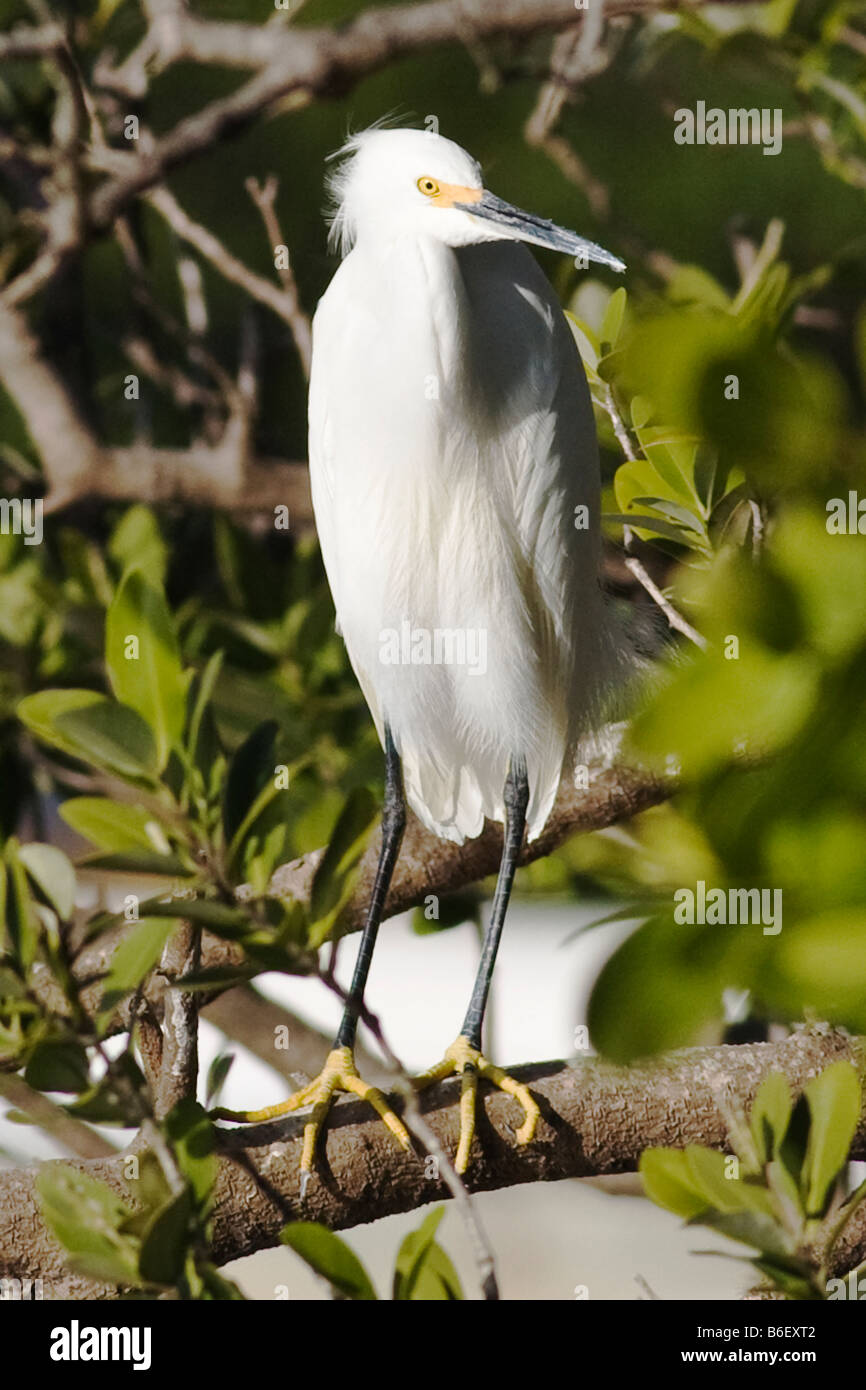 Aigrette neigeuse Egretta thula,, dans le parc national des Everglades en Floride Banque D'Images Aigrette neigeuse Egretta thula,, dans le parc national des Everglades en Floride Banque D'Images