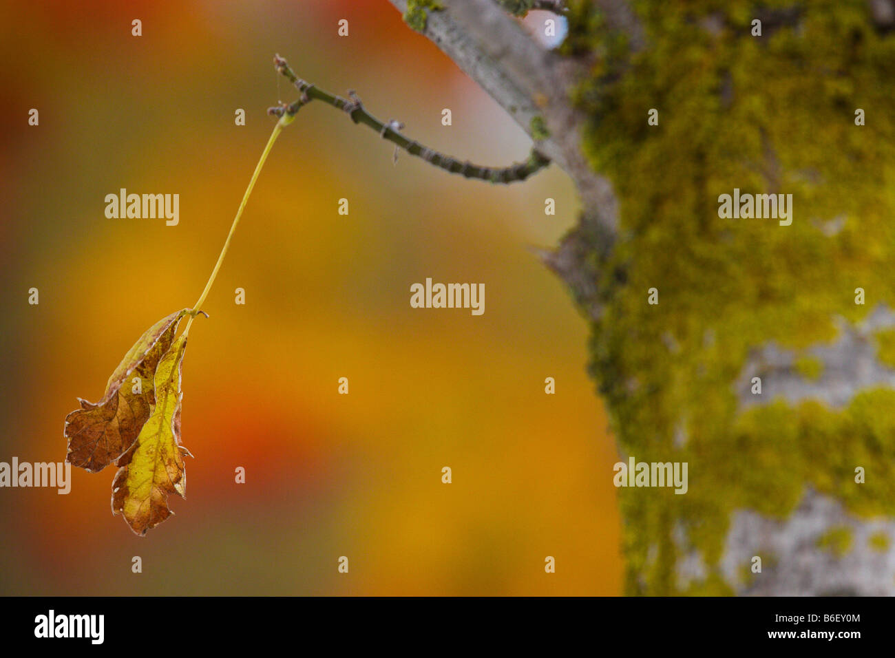 Feuillage de l'automne au Portugal qu'une feuille sur l'arbre Banque D'Images