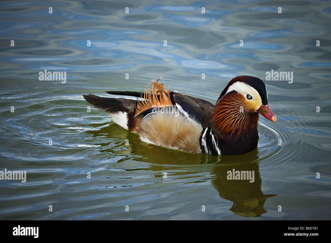 Canard branchu Aix sponsa une espèce de canard de chemins permet d'Amérique du Nord peuvent également être trouvés au Portugal Cet oiseau est aveugle d'un œil Banque D'Images