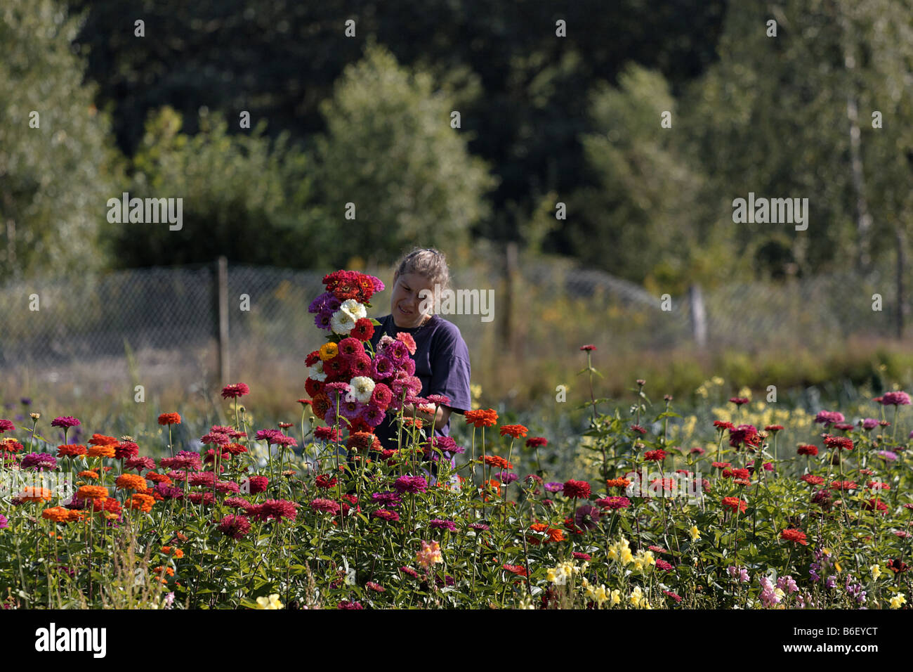 Zinnia, jeunes et vieux, age Zinnia Zinnia elegans (commune), Woman picking un tas de Zinnia fleur, Allemagne Banque D'Images
