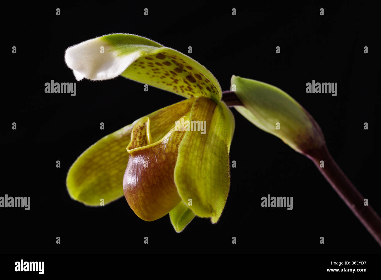 Lady Slipper orchid Banque D'Images