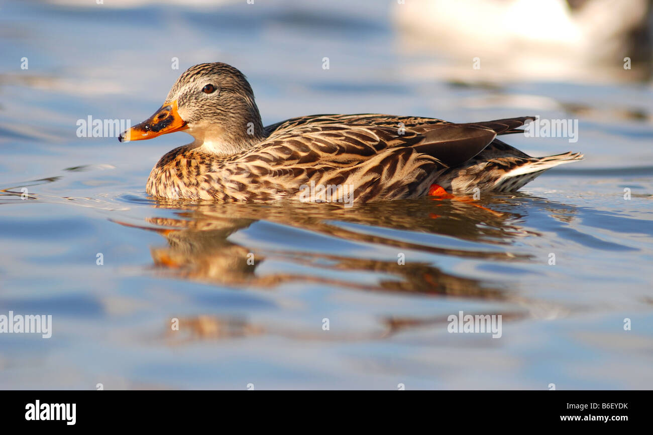 Beau brun canard sur un lac Banque D'Images Beau brun canard sur un lac Banque D'Images