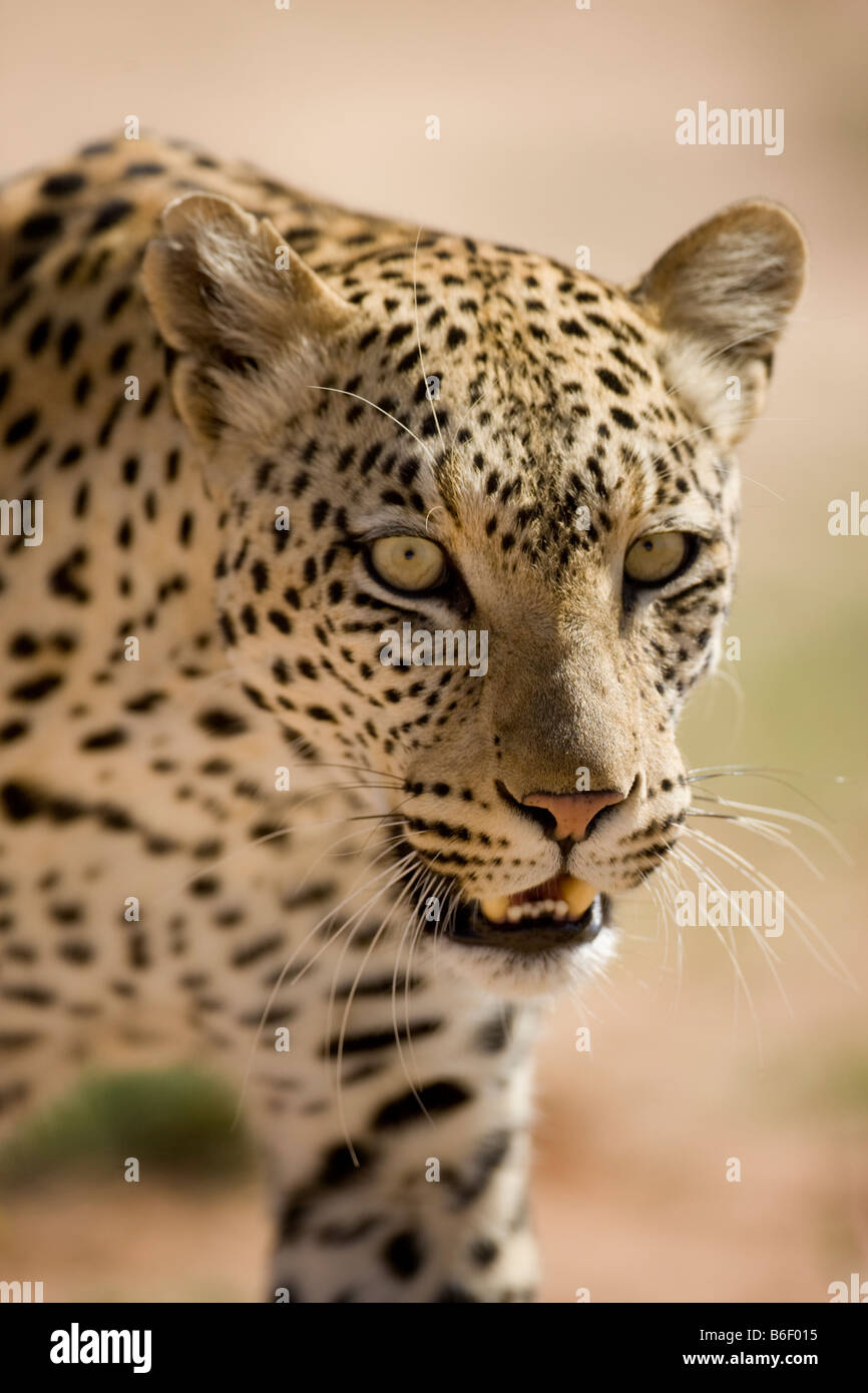 Afrique du Sud Parc transfrontalier de Kgalagadi Panthera pardus léopard femelle adulte dans la région de désert du Kalahari Banque D'Images