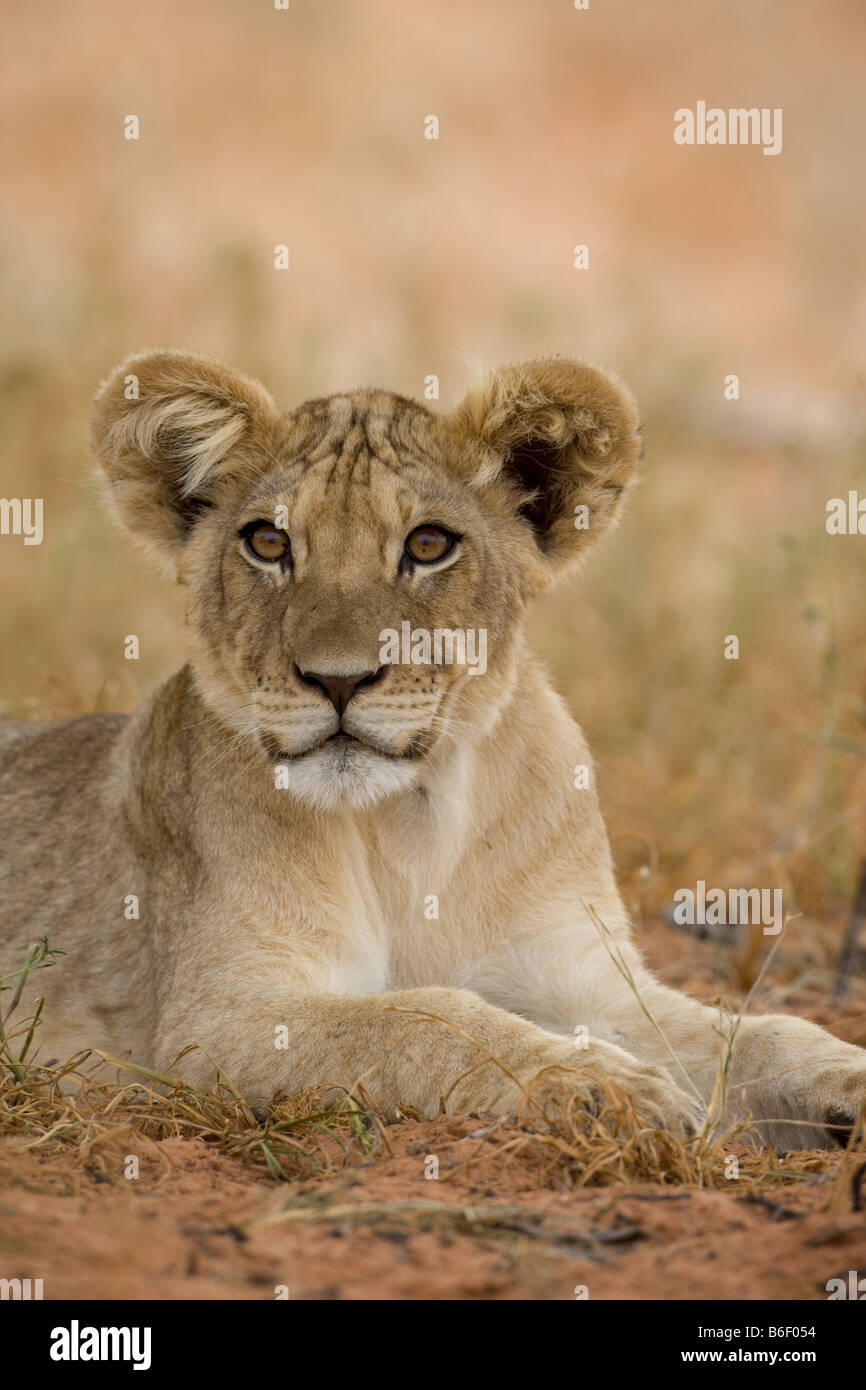 L'Afrique du Kgalagadi Transfrontier Park lion Panthera leo se reposant dans désert du Kalahari Banque D'Images