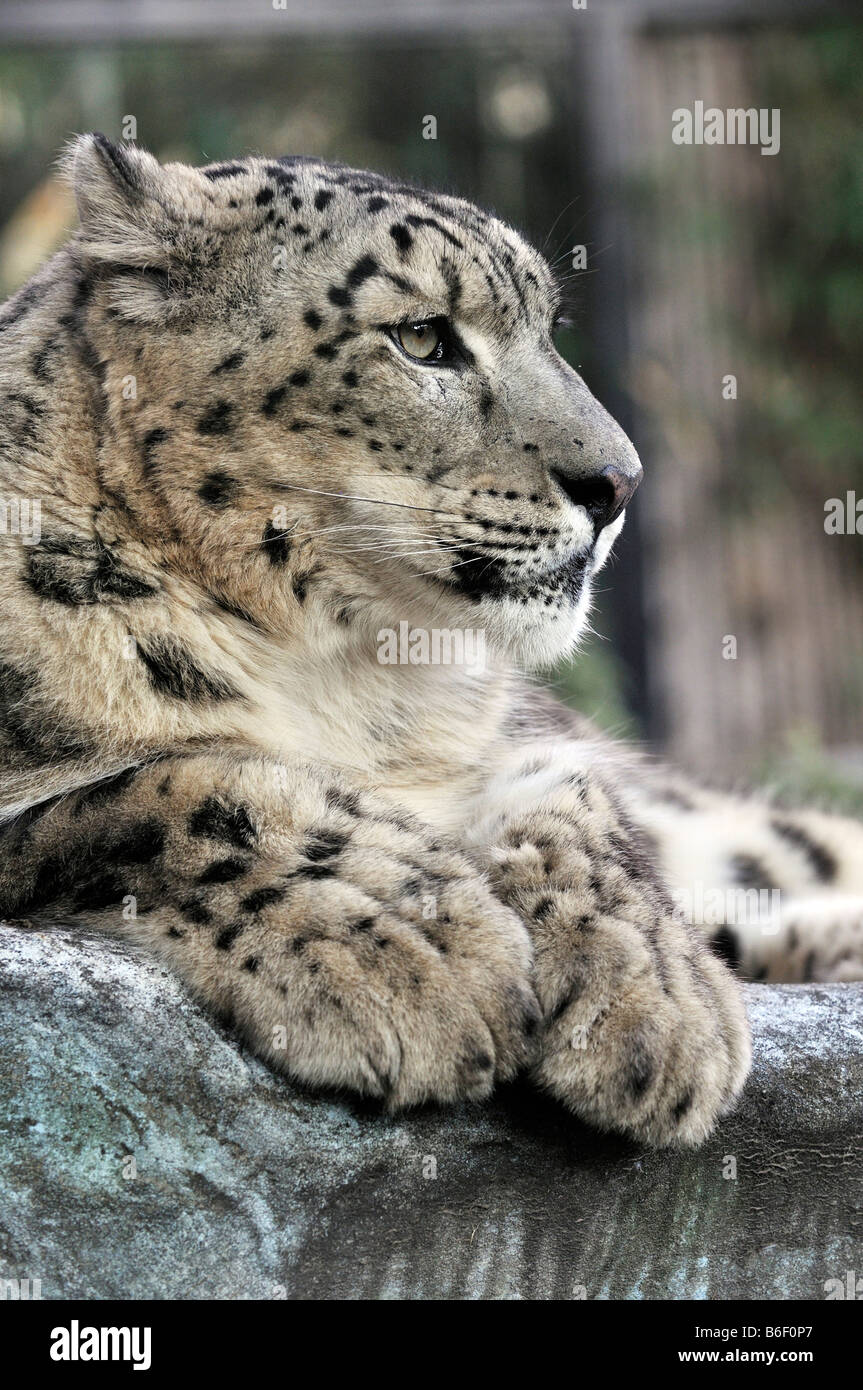Léopard des neiges (Uncia uncia), zoo, Buenos Aires, Argentine, Amérique du Sud Banque D'Images