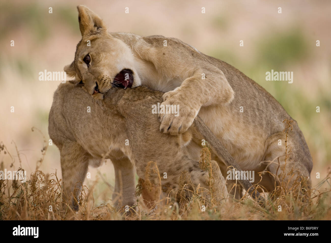 L'Afrique du Kgalagadi Transfrontier Park cubs lion Panthera leo lutte dans désert du Kalahari Banque D'Images