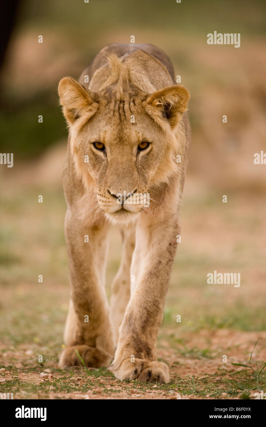 L'Afrique du Kgalagadi Transfrontier Park Close up of young male lion Panthera leo dans désert du Kalahari Banque D'Images