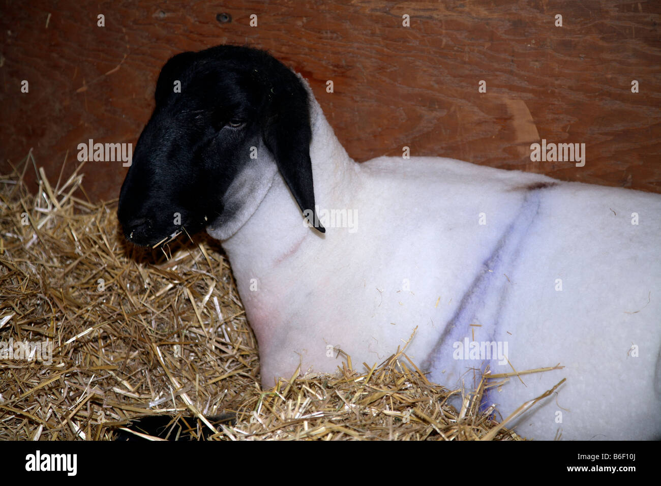 Les moutons écossais au Royal Canadian Agricultural Winter Fair de Toronto Banque D'Images