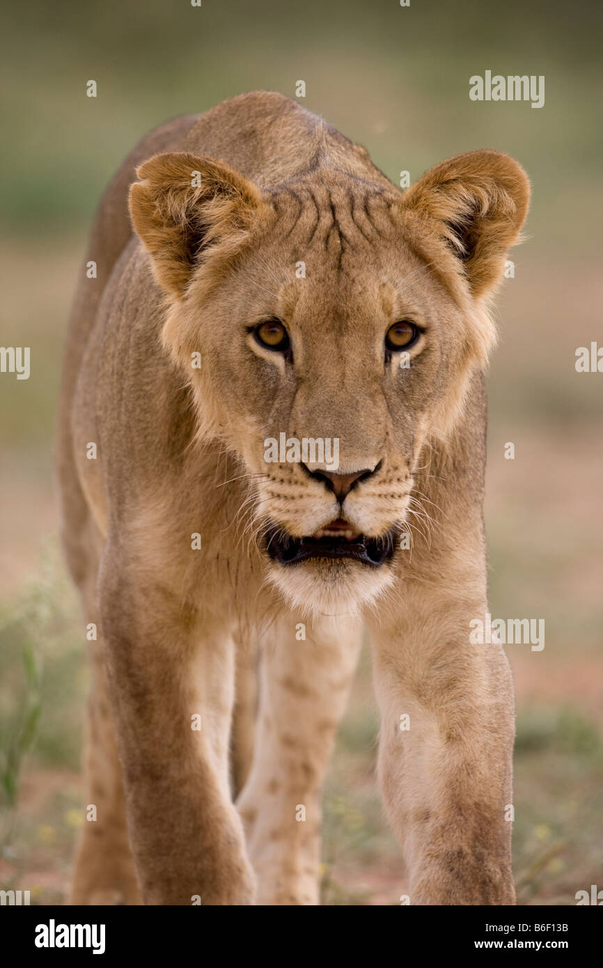 L'Afrique du Kgalagadi Transfrontier Park Close up of young male lion Panthera leo dans désert du Kalahari Banque D'Images