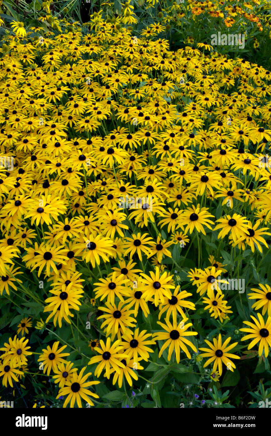 Cône orange flower (Rudbeckia fulgida) Banque D'Images