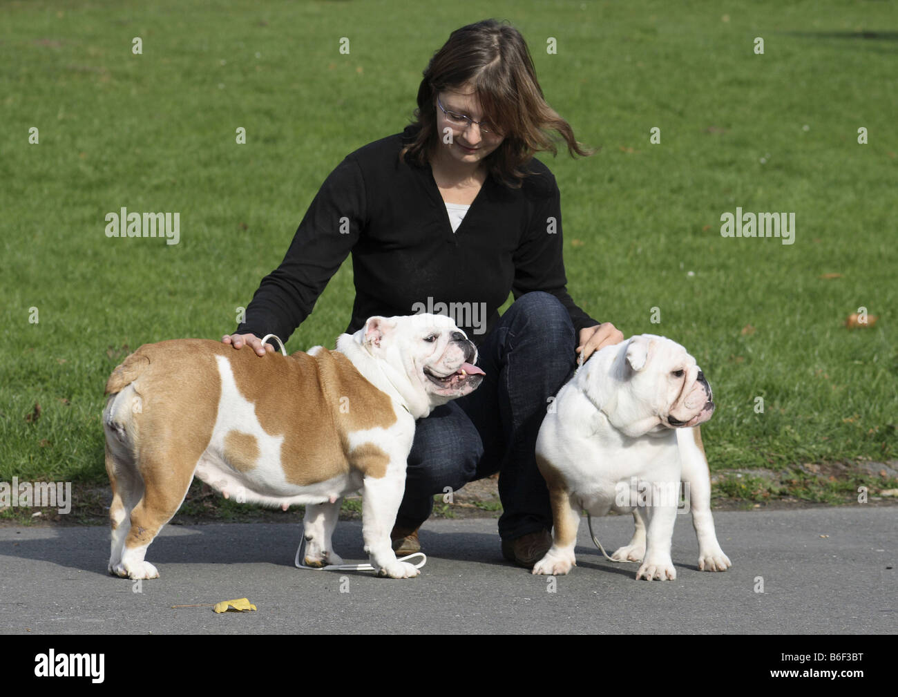 Bulldog Anglais (Canis lupus f. familiaris), femme marche deux bulldogs Anglais Banque D'Images