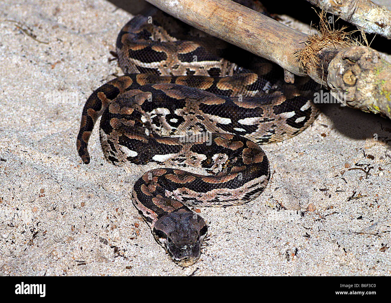 L'Dumeril Acrantophis dumerili boa (, Boa dumerili), personne dans le sable, à Madagascar Banque D'Images