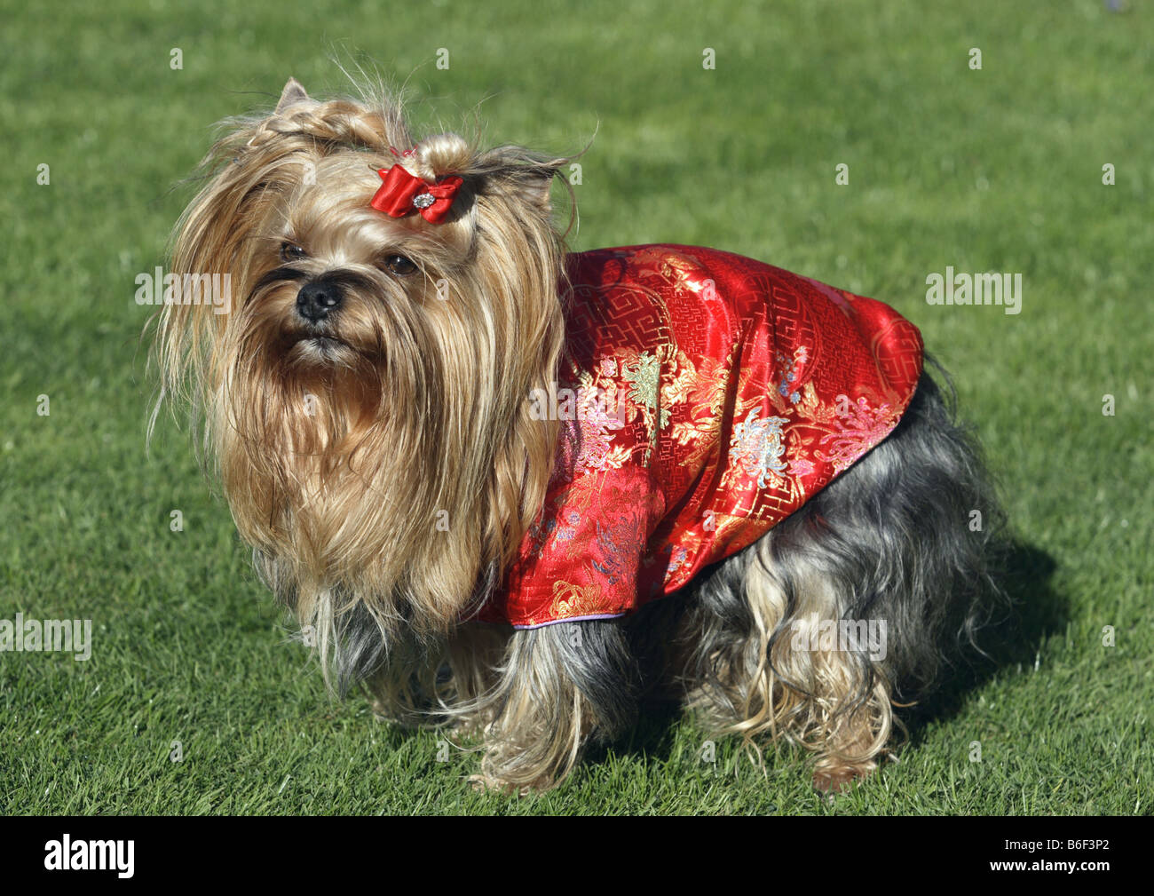 Yorkshire Terrier Canis lupus f. familiaris dans un manteau de soie rouge Photo Stock Alamy