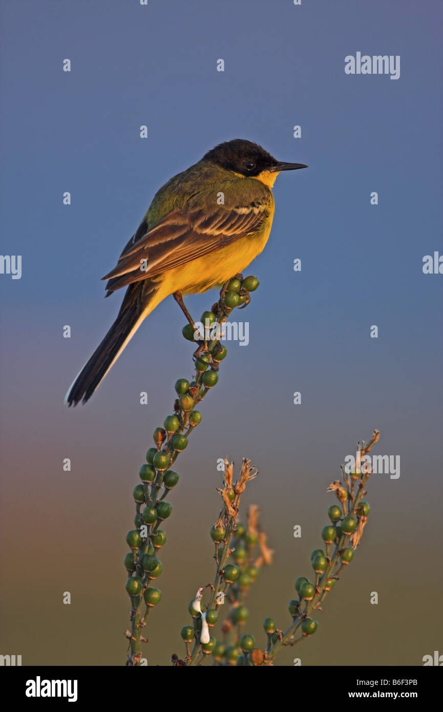 Bergeronnette printanière-noir (Motacilla flava feldegg, Motacilla feldegg), assis sur une infructescence, Grèce, Lesbos Banque D'Images