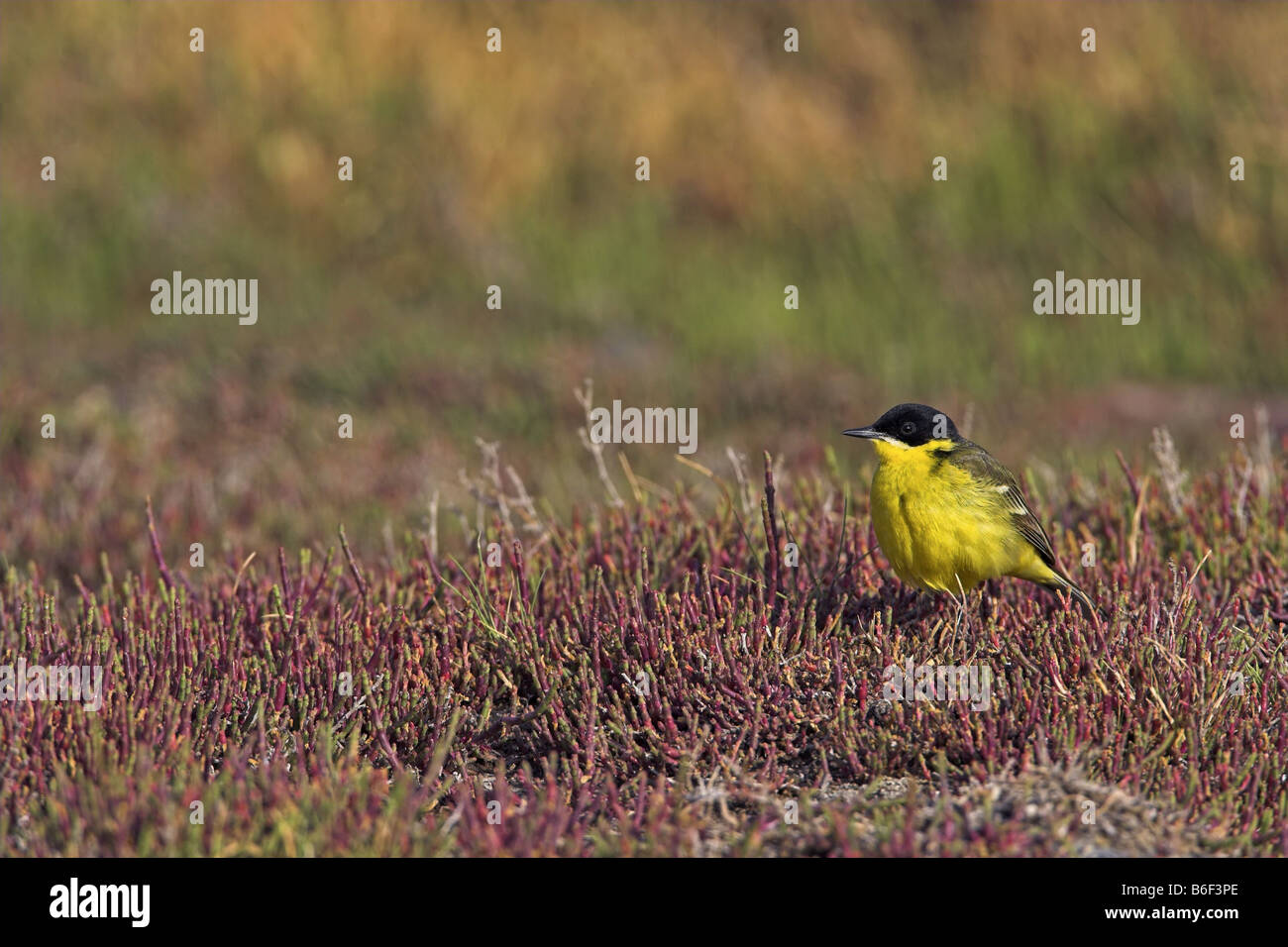 Bergeronnette printanière-noir (Motacilla flava feldegg, Motacilla feldegg), assis sur red Salicornia, Grèce, Lesbos Banque D'Images